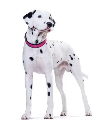 Hunter collare neoprene vario plus taglia large rosa