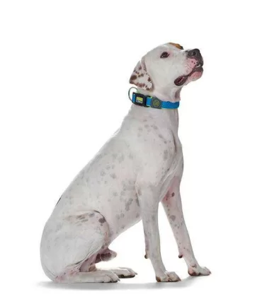 Hunter collare maui vario plus taglia medium blu