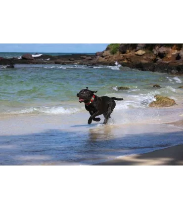 Hunter collare maui vario plus taglia medium rosso