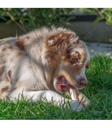 Ferplast goodbite natural osso manzo m 70 gr