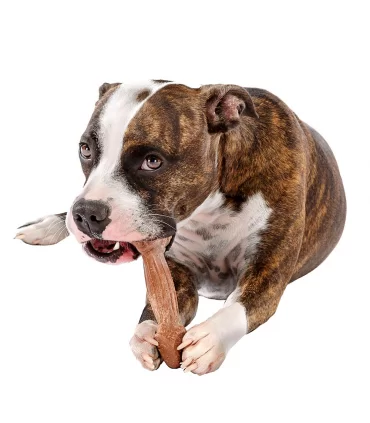 Ferplast goodbite natural osso manzo m 70 gr