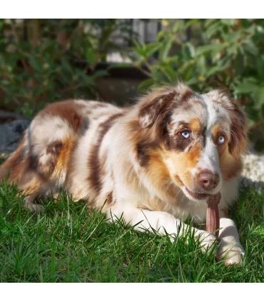 Ferplast goodbite natural osso manzo m 70 gr