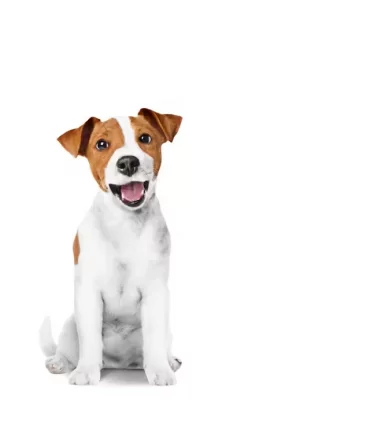 Royal canin cane treats training 110 gr