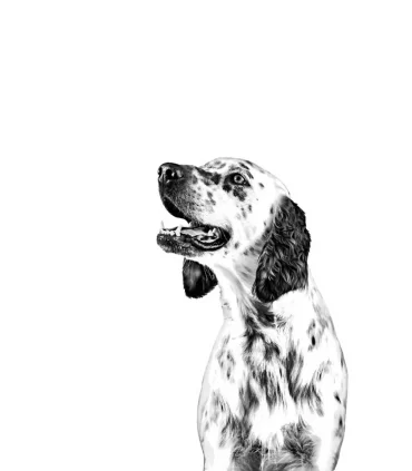 Royal canin cane treats urinary S/O 230 gr