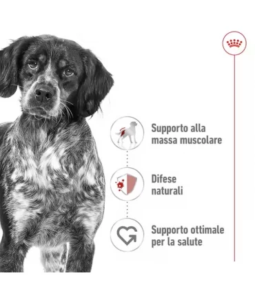 Royal canin medium adult cane 15 kg