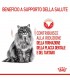 Royal canin gatto dental care 1,5 kg
