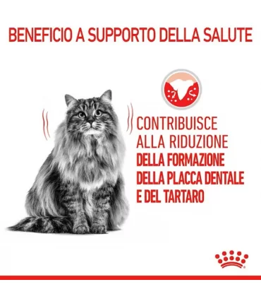 Royal canin gatto dental care 1,5 kg