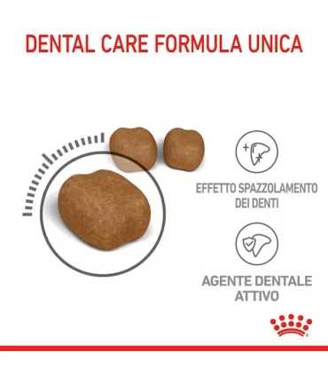 Royal canin gatto dental care 1,5 kg