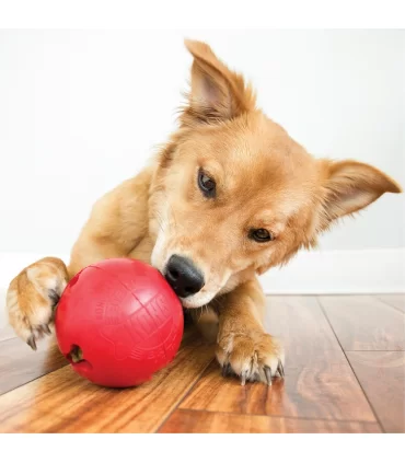 Kong small biscuit ball