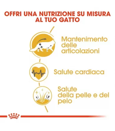 Royal canin gatto adult maine coon 2 kg