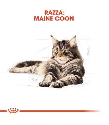 Royal canin gatto adult maine coon 2 kg