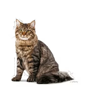 Royal canin gatto urinary care 2 kg