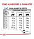 Royal Canin Anallergenic gatto 2 Kg