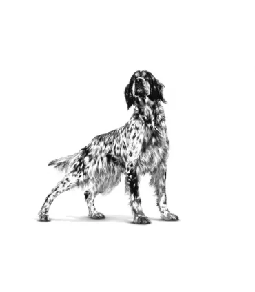 Royal canin anallergenic cane 3 kg