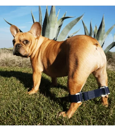 Balto link tutore controllo zampe posteriori Taglia XXL