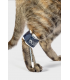 Balto Pull Cats Tutore per le Iperflessione delle Falangi Gatto Taglia XS
