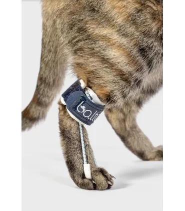 Balto Pull Cats Tutore per le Iperflessione delle Falangi Gatto Taglia XS