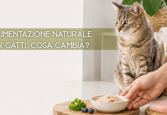 Alimentazione naturale per gatti: cosa cambia nel 2026 tra cibo fresco e sostenibilità