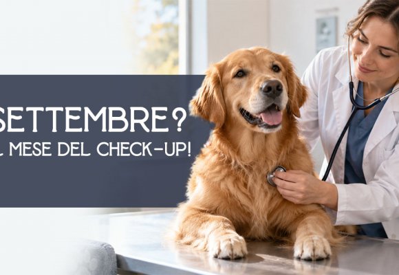 Check-up del cane dopo l’estate: 6 controlli da fare a settembre