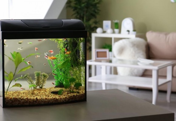 Acquario d'acqua dolce for Dummies