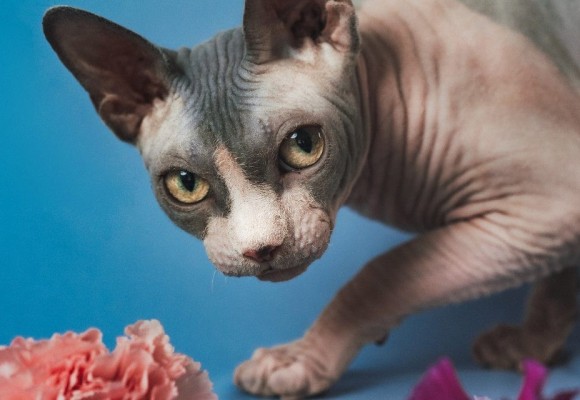 Il Gatto nella Storia