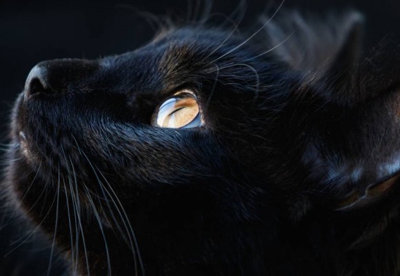 Volevo un gatto nero, nero, nero...