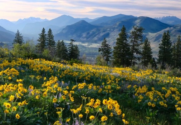 Arnica, un portentoso antinfiammatorio naturale
