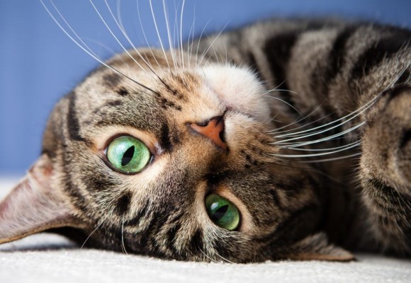 I gatti più affettuosi