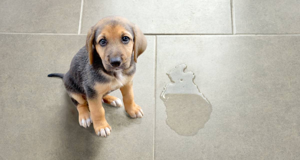 Disabituante per Cani e Gatti