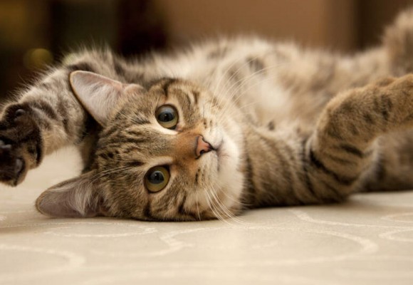 Curiosità sul miagolio del gatto