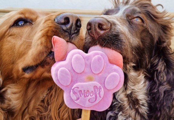 I cani possono mangiare il gelato?