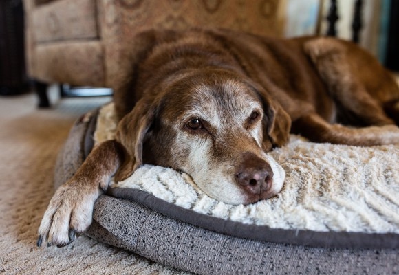 Cane Anziano, una nuova fase di vita da trascorrere insieme