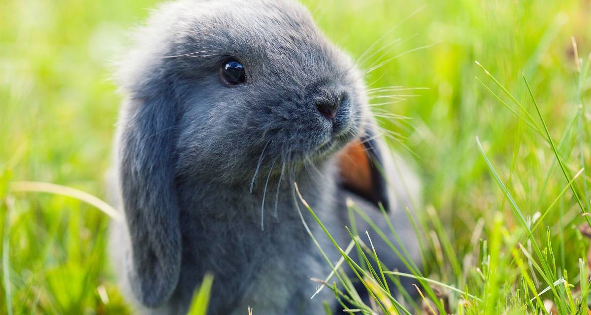 Coniglio Ariete: un dolce animale da compagnia