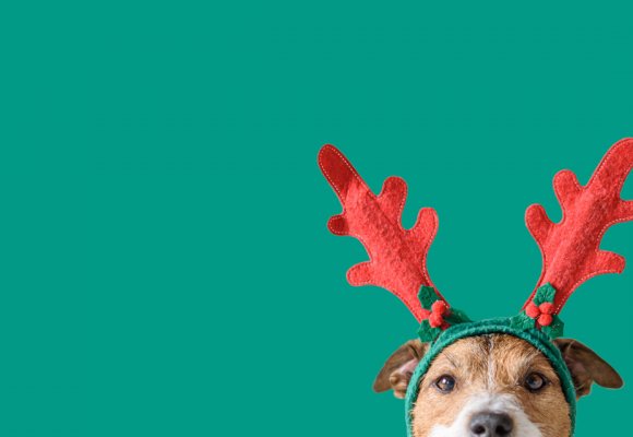 Cosa regalare al cane per Natale