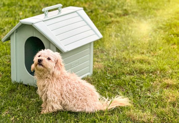 Cucce per Cani: Come Scegliere la Migliore in Base a Razze ed Esigenze