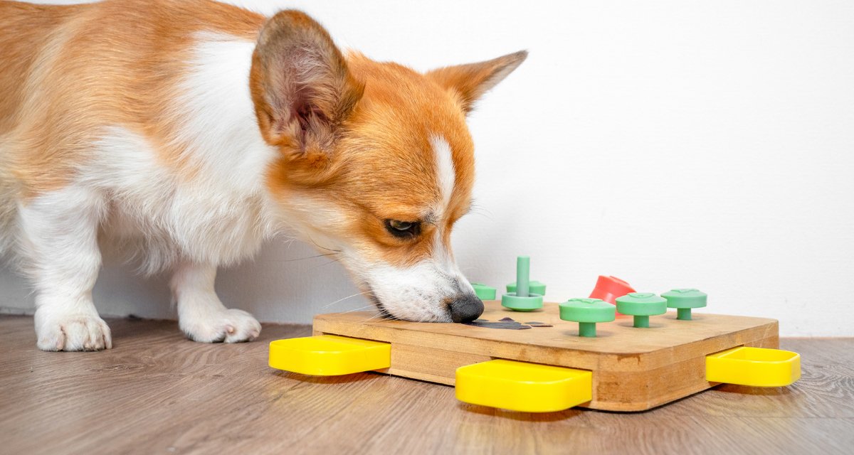 Giochi sostenibili e smart per cani e gatti: le tendenze del 2024