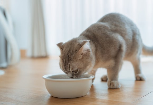 Qual è il cibo umido giusto per il tuo gatto? Ecco come scoprirlo