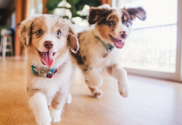 Guida alle diete veterinarie per cuccioli: nutrizione specialistica per una crescita sana