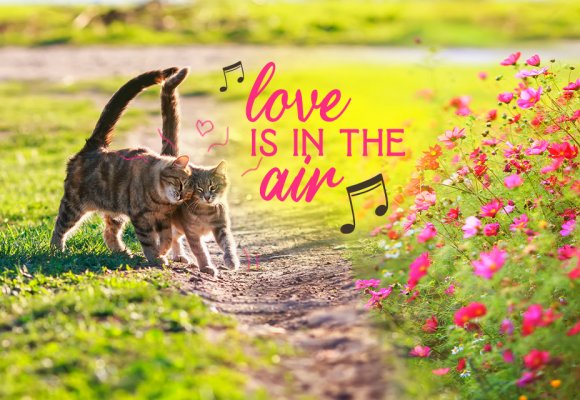 Gatti e Primavera: Il Risveglio dell’Istinto Felino tra Sole e Natura