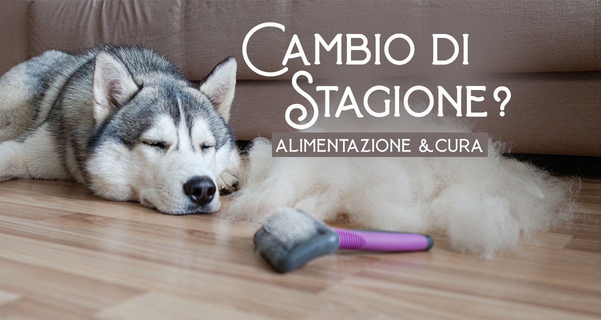 Cambio di stagione: alimentazione e cura del pelo del cane in ottobre