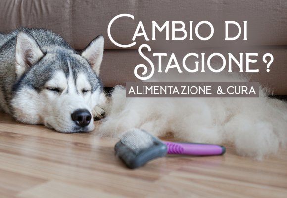 Cambio di stagione: alimentazione e cura del pelo del cane in ottobre