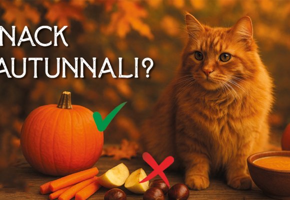 Snack autunnali per gatti: alimenti di stagione sicuri e golosi da introdurre in ottobre