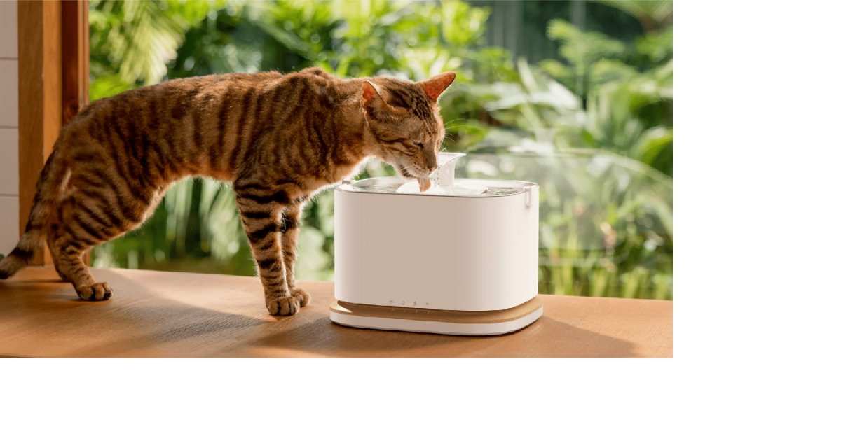 Tech & Felini: i gadget smart che stanno rivoluzionando la vita dei gatti nel 2026