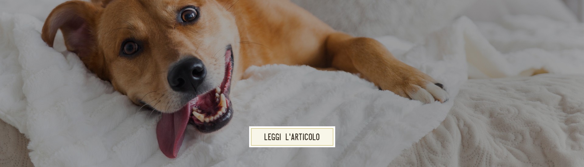 Calmanti per Cani: anche loro hanno bisogno di relax!