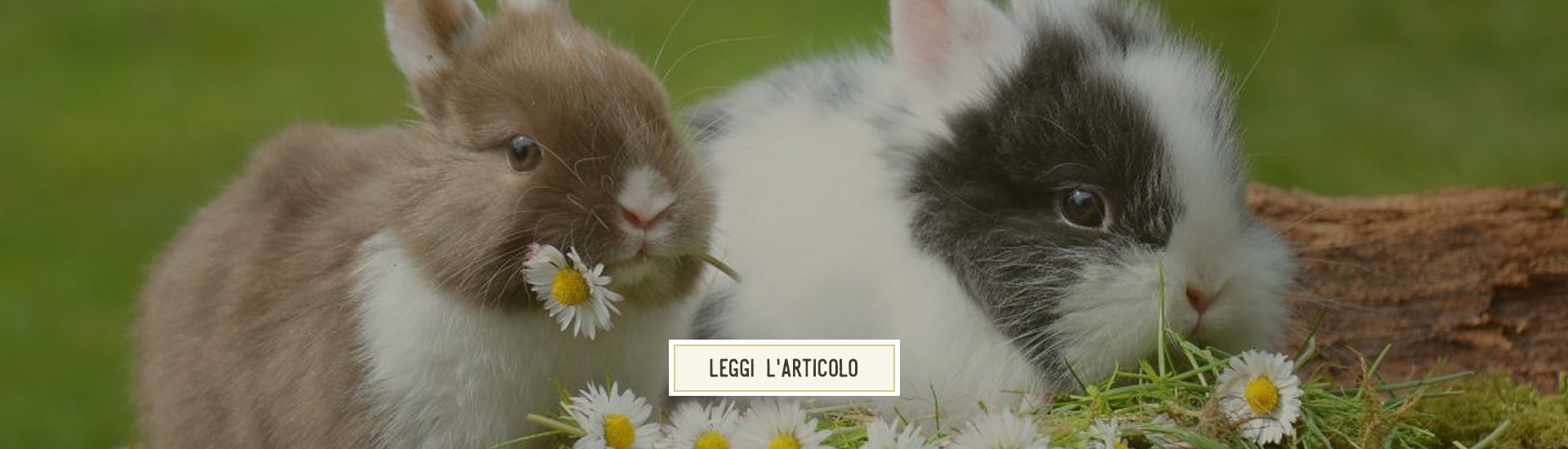 Alimentazione del coniglio