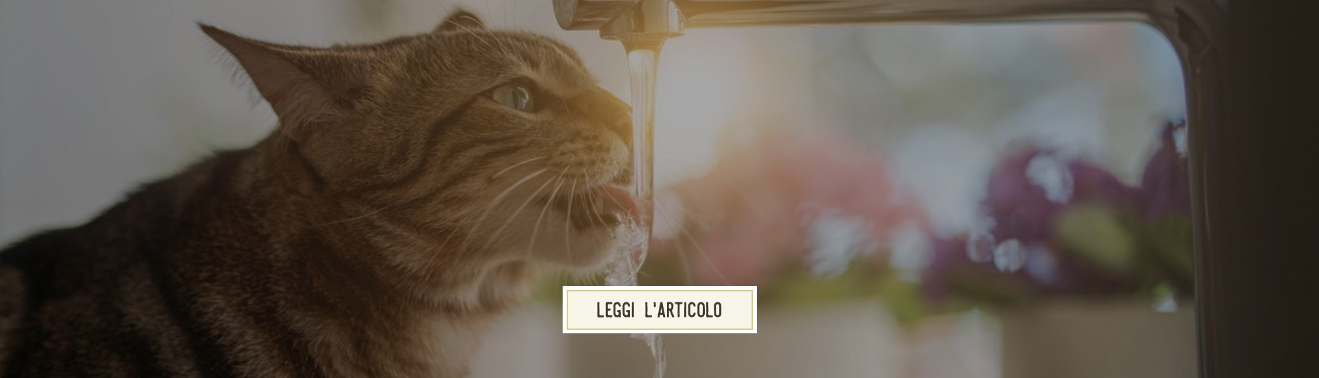 La disidratazione dei pet