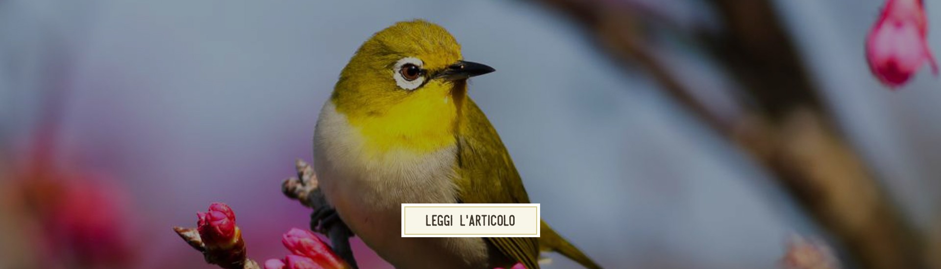 Alimentazione dei canarini